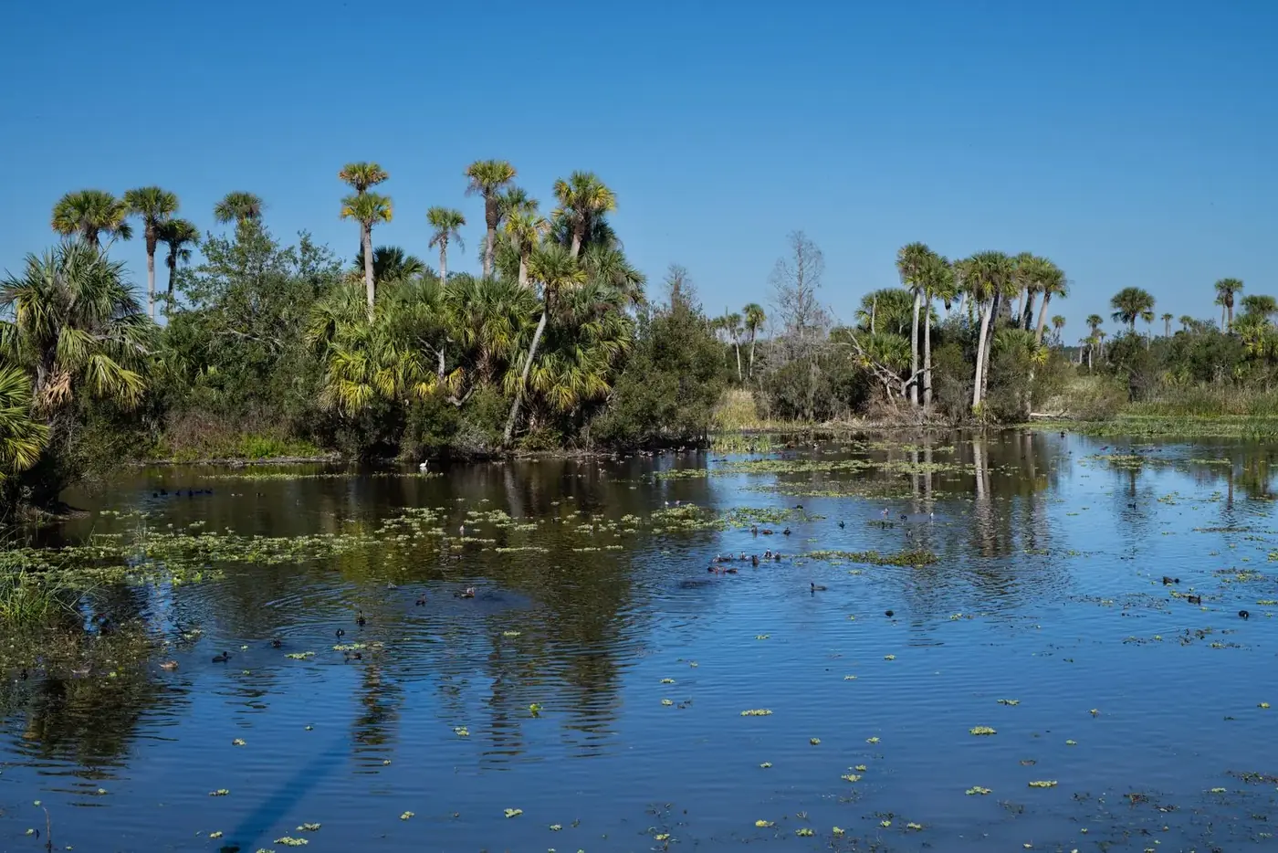Sabal palms reflected in a still waterway