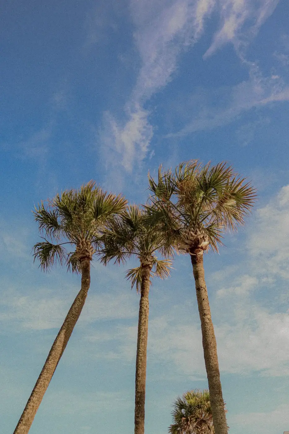 Tall sabal palms against a blue sky